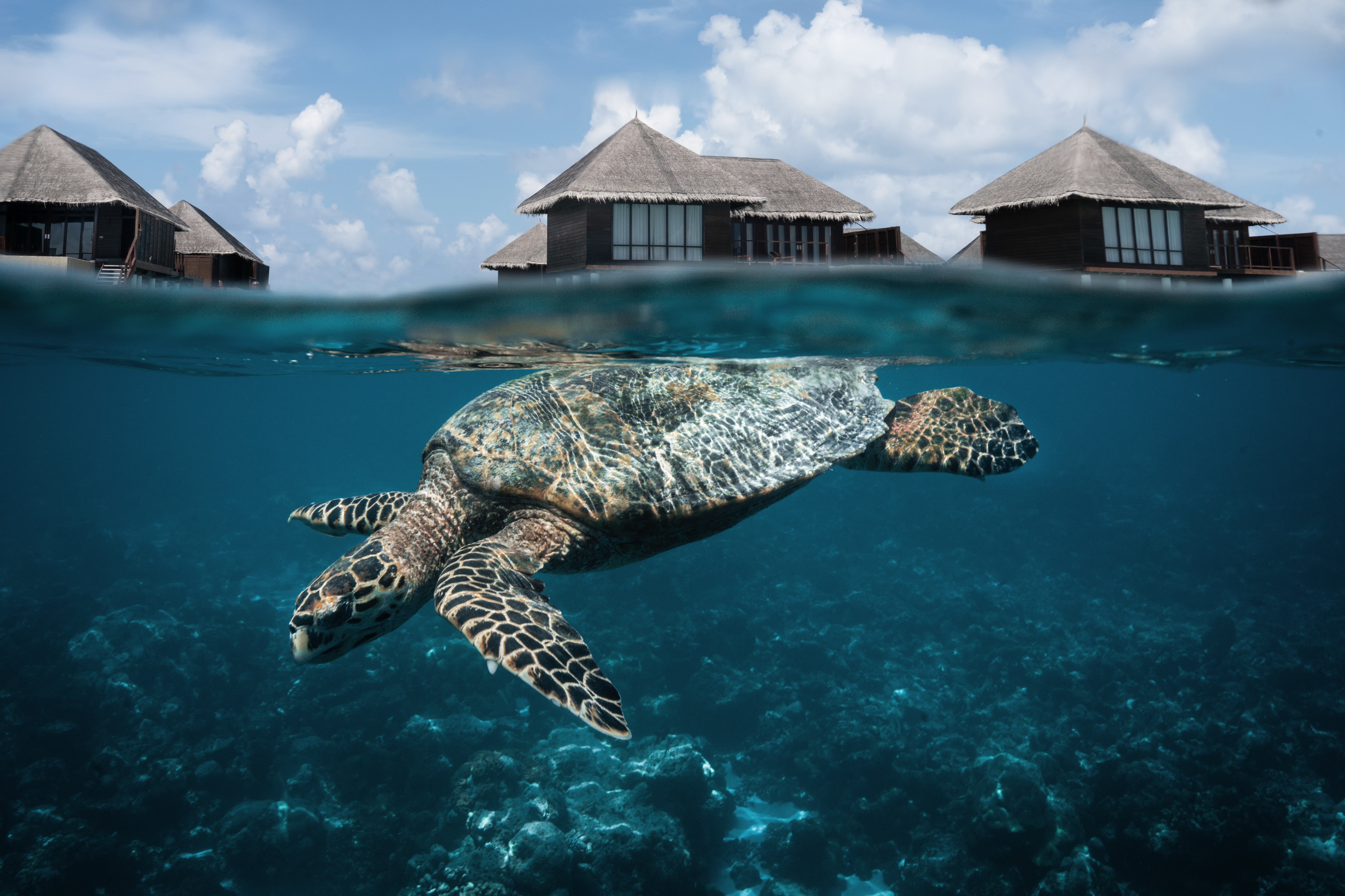 Coco Bodu Hithi